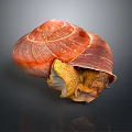 Shiny Reddish Brown Shell Snail With Yellow Body On Dark Background