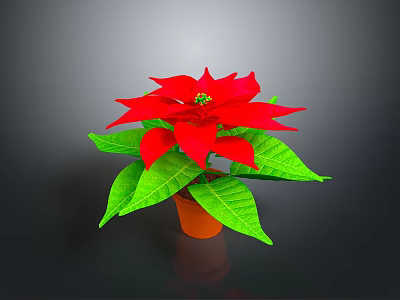 Vibrant Poinsettia Plant With Red Blooms And Lush Green Leaves In Brown Pot 3d model