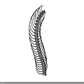Silver Curved Spine Organ With Hair like Structures And Ring Shaped Segments