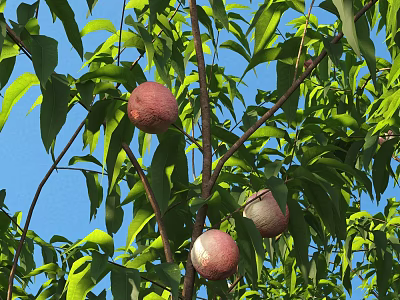 Healthy Peach Tree With Ripe Fruits And Lush Green Leaves Against Blue Sky 3d model
