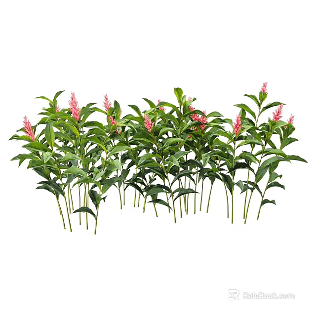 Vibrant Pink Flowers with Lush Green Leaves in Row Plant Arrangement 3d model 