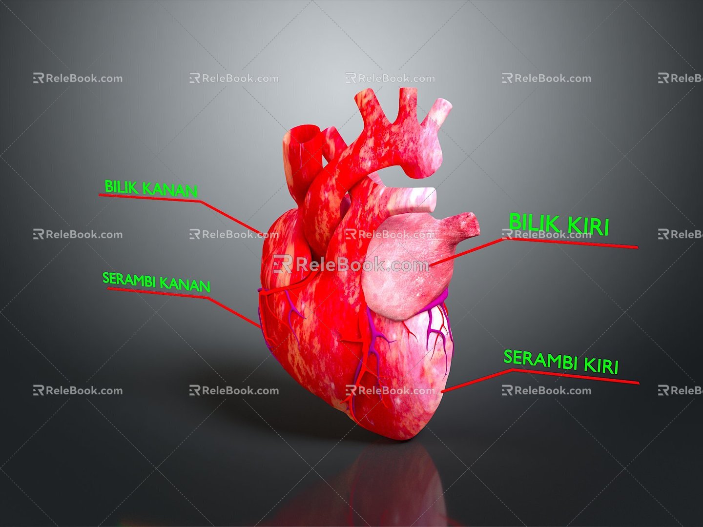 Heart Heart Model Human Heart Heart Anatomical Organ Human Organ Model Human Organ Human Body 3d model