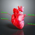 Heart Heart Model Human Heart Heart Anatomical Organ Human Organ Model Human Organ Human Body 3d model