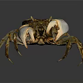 Brown and Orange Crab With Large Claws On Dark Background With Reflection 3d model