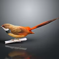Colorful Bird With Brown Body And Orange Tail Perched On White Branch Side View