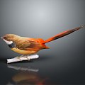 bird bird bird bird animal game animal cartoon animal 3d model