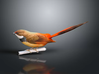 Colorful Bird With Brown Body And Orange Tail Perched On White Branch Side View 3d model