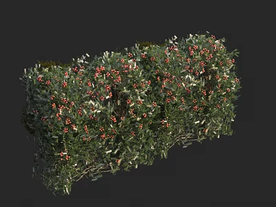 Lush Green Shrub With Red Berries And Dense Foliage For Garden Landscaping 3d model