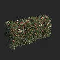 Lush Green Shrub With Red Berries And Dense Foliage For Garden Landscaping
