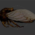 Detailed Brown And Black Beetle With Transparent Wings On White Background