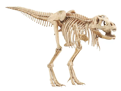 Full Size Tyrannosaurus Rex Skeleton With Detailed Bone Structure And Standing Posture 3d model