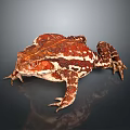 Frog Poison Frog Game Frog Reptile Cold Blooded Animal Reptile 3d model
