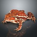 Frog Frog Frog Poison Frog Game Frog Reptile Cold Blooded Animal Reptile Reptile 3d model