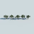 Five Arbor Trees Standing In A Row On Light Background With Clear Shadows 3d model