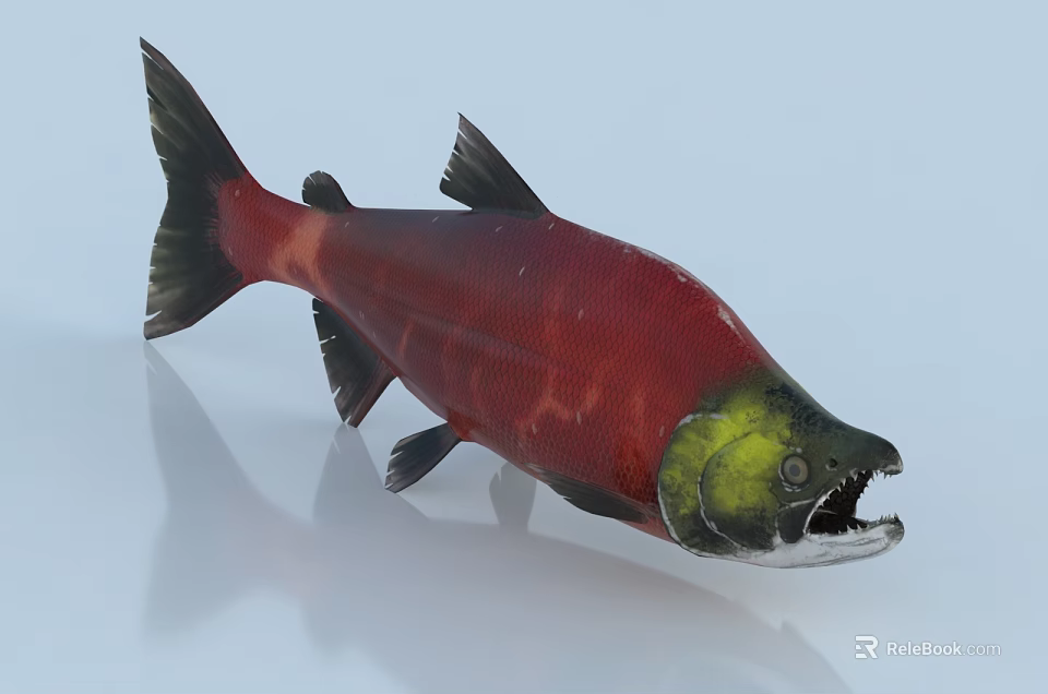 Vibrant Salmon Fish With Red Body Shiny Scales And Green Head Open Mouth 3d model 