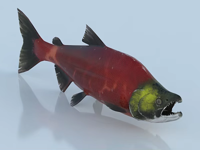 Vibrant Salmon Fish With Red Body Shiny Scales And Green Head Open Mouth 3d model
