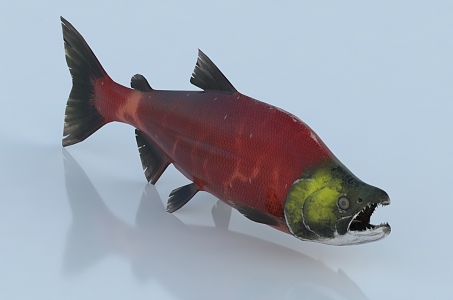 Modern sockeye 3d model