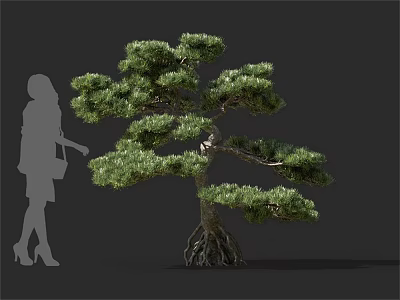 Pine Tree With Green Foliage Exposed Roots And Person Silhouette 3d model