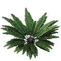 Different Types Of Shrubs With Lush Green Leaves For Garden Landscaping