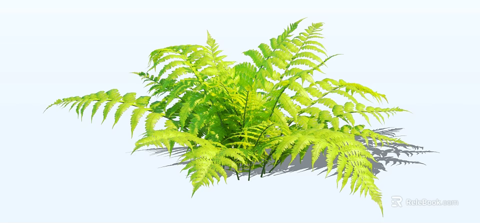 Lush Green Fern Bush With Vibrant Fronds In Shaded Garden Area 3d model 