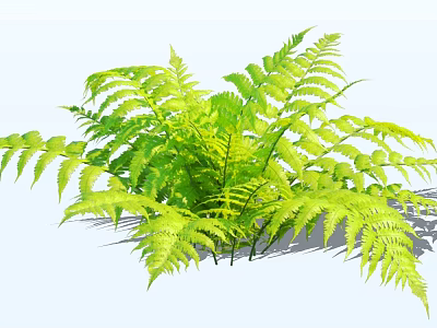 Lush Green Fern Bush With Vibrant Fronds In Shaded Garden Area 3d model