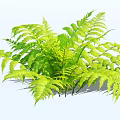 Lush Green Fern Bush With Vibrant Fronds In Shaded Garden Area