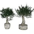 Two Potted Bonsai Olive Trees With Gray Planters And Light Background