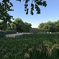 Natural Landscape With Tall Grass Field Hanging Branches Surrounding Trees And Blue Sky