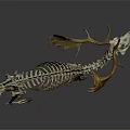 Elk Skeleton Model with Golden Antlers Displayed on Dark Reflective Background