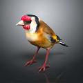 Colorful Goldfinch Bird With Red Head Yellow Body And Black Wings Perched On Gray Surface