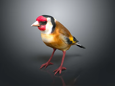 Colorful Goldfinch Bird With Red Head Yellow Body And Black Wings Perched On Gray Surface 3d model