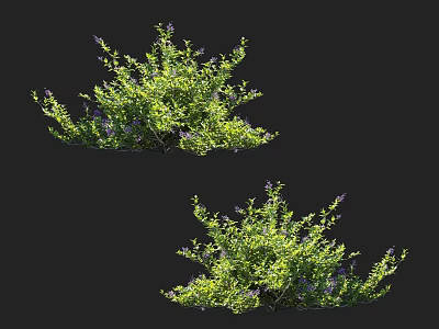 Green Leafy Shrubs With Purple Flowers For Garden Landscaping Lush Foliage And Vibrant Blooms 3d model