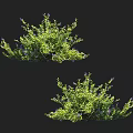 Green Leafy Shrubs With Purple Flowers For Garden Landscaping Lush Foliage And Vibrant Blooms