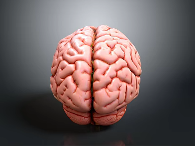 Realistic Human Brain 3D Model With Detailed Anatomical Surface Features 3d model