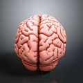 Realistic Human Brain 3D Model With Detailed Anatomical Surface Features