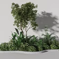 Lush Green Garden Plants Featuring Diverse Foliage Shrubs Ferns And Stone Planter