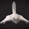 Siberian Flying Squirrel with Gray Brown Fur and Gliding Membrane in Coniferous Forests