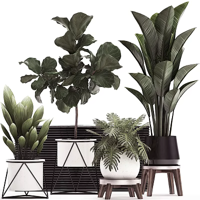 Indoor Potted Plants With Large Leaves Ferns And Geometric Design Planters 3d model