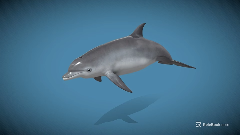 Detailed Realistic 3D Dolphin Model Swimming In Blue Background With Reflection 3d model 