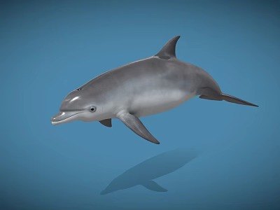 Detailed Realistic 3D Dolphin Model Swimming In Blue Background With Reflection 3d model