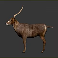 Detailed 3D Model Of Brown Deer With Long Antlers And White Facial Markings