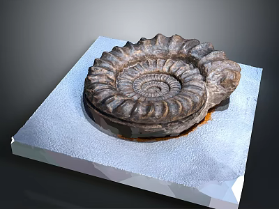 Ancient Marine Ammonite Fossil Displayed on White Platform with Detailed Spiral Shell 3d model