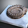 Ancient Marine Ammonite Fossil Displayed on White Platform with Detailed Spiral Shell