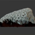 Blue Coral Animal With Honeycomb Like Holes And Red Base Structure
