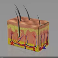 Human Skin Structure With Hair Follicles Blood Vessels And Layers
