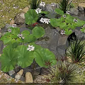 Rockery Stones Surrounding a Small Pond with Lotus Leaves and Flowers and Green Plants