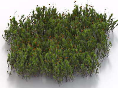 Lush Green Grass With Tiny Vibrant Orange Flowers In Natural Setting 3d model