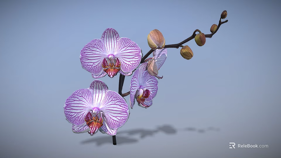 Elegant Orchid Plant On Branch Featuring Purple Striped Flowers And Buds 3d model 