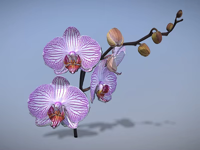 Elegant Orchid Plant On Branch Featuring Purple Striped Flowers And Buds 3d model