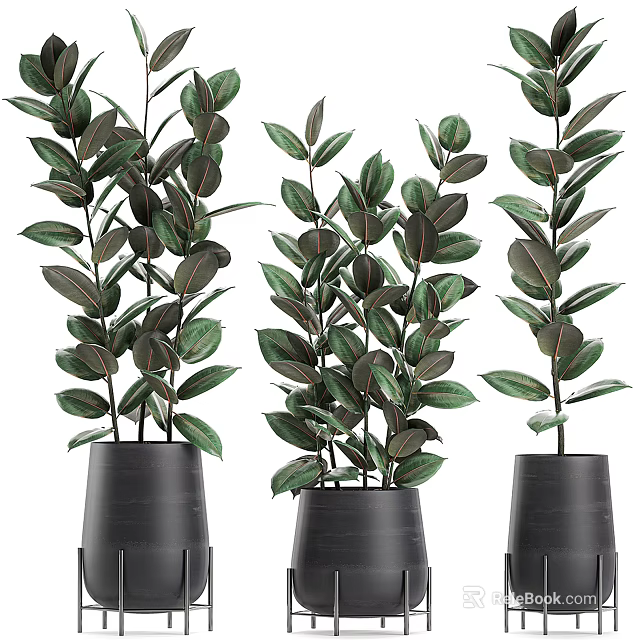 Multiple Elegant Potted Bonsai Plants With Lush Green Leaves In Black Pots 3d model 